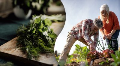 Яку зелень посадити в серпні Яку зелень посадити в серпні