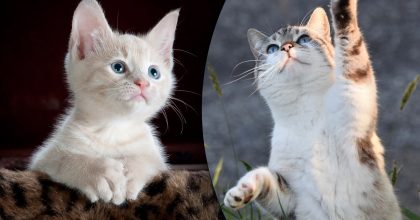 Кошка совершает одно действие, если выбрала вас хозяином