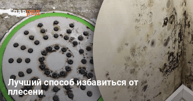 Что эффективно от плесени - как избавиться от плесени - Главред