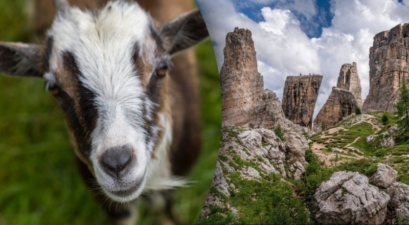 Лише одиниці знайдуть козу у складній оптичній ілюзії: у вас є всього 18 секунд