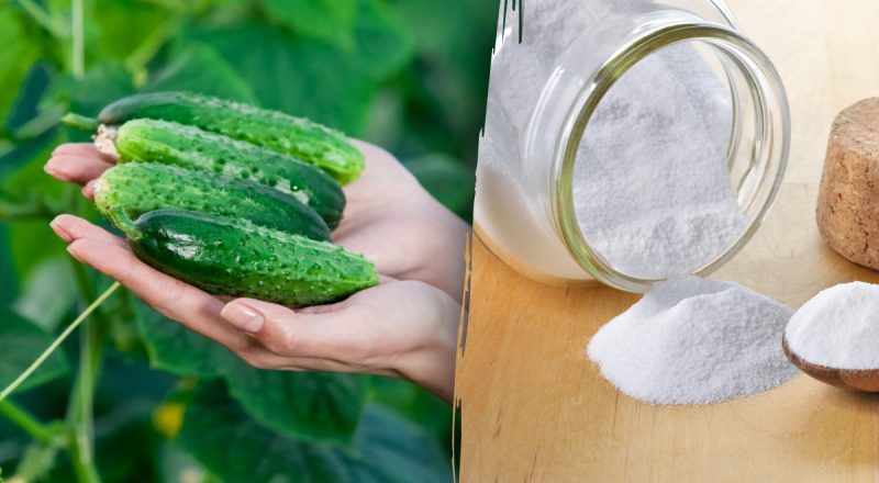 Уже через неделю плоды станут идеальными: зачем подкармливать огурцы содой