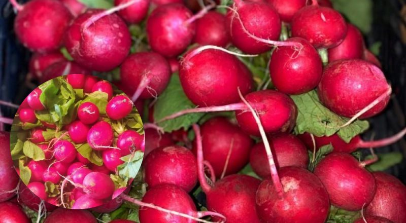Сладкая, но не гадкая: как убрать горечь из редиски простым финтом