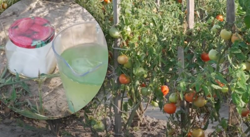 Рискованно, но оно того стоит: для чего помидоры поливают солевым раствором