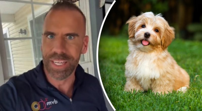 Ветеринар назвал пять признаков того, что ваша собака действительно доверяет вам