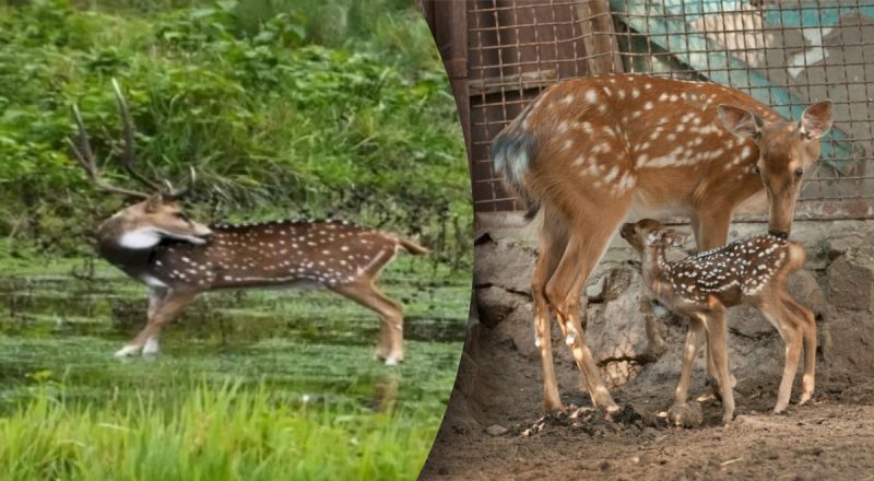 Заплутана оптична ілюзія: лише одиниці знайдуть хижака і врятують оленя