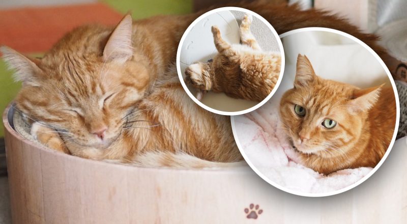 Как кошка прогнозирует погоду: народные приметы, на которые стоит обратить внимание