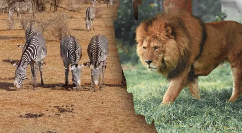 Загадка, которая под силу лишь самым внимательным: нужно найти льва среди зебр