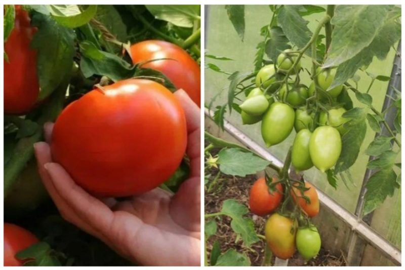 Що робити, щоб не гнили помідори: копійчана добавка творить справжні чудеса