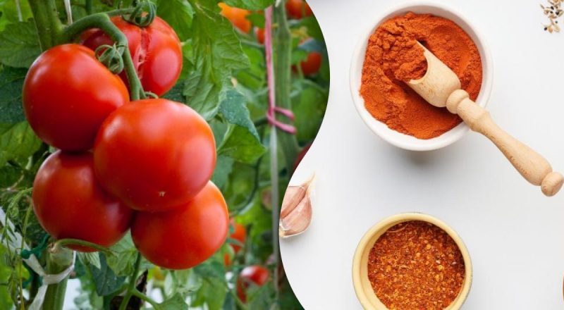 "Взрывное" средство против серьезной проблемы: зачем помидоры посыпать красным перцем