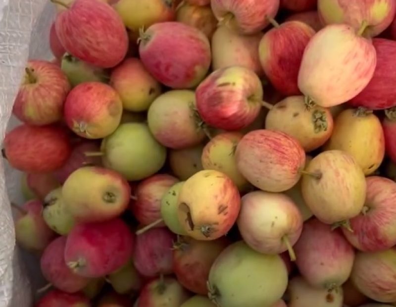 Як використовувати опале яблуко: досвідчені дачники розкрили хитрий фокус