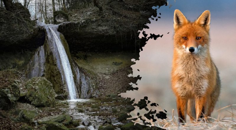 Оптична ілюзія з непомітною розгадкою: треба знайти лисицю на малюнку з водоспадом