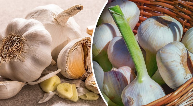 Урожай будет храниться всю зиму: когда выкапывать чеснок в 2023 году