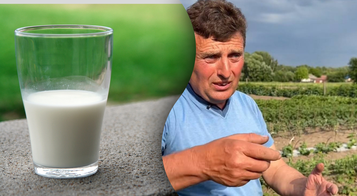 почему не прокисает домашнее коровье молоко | Дзен