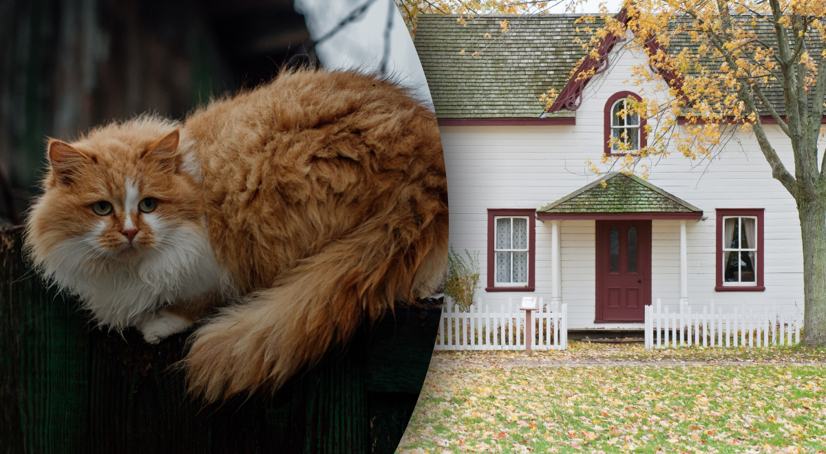 На каком расстоянии кошка может найти свой дом - как кошка возвращается  домой - Главред