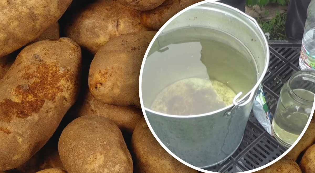 Способы полива картофеля:
