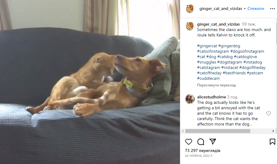 Мужчина установил камеру, чтобы следить за собакой, но обнаружил нечто невероятное Мужчина установил камеру, чтобы следить за собакой, но обнаружил нечто невероятное