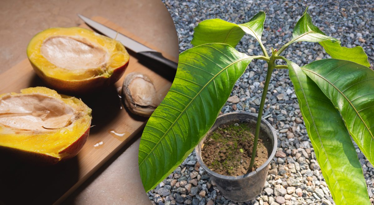 Как вырастить дома, плодоносящий манго из косточки.