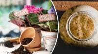 Сенполия вырастет, как на дрожжах: как приготовить секретный раствор для полива фиалок