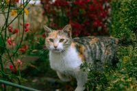 Що зробити 25 серпня, щоб залучити щастя: прикмети і суворі заборони