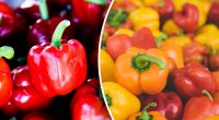 Загадка сладкого перца: почему его называют именно болгарским