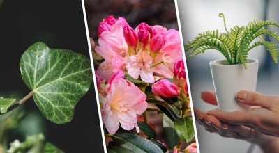 Плющ, азалія, папороть Плющ, азалія, папороть