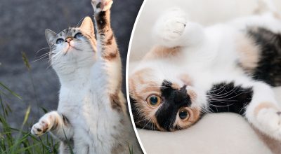 Как кошки переносят разлуку с хозяином Как кошки переносят разлуку с хозяином