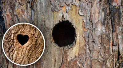 Когда в дереве обнаружили повреждение ствола: как заделать дупло в дереве