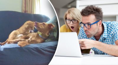 Мужчина установил камеру, чтобы следить за собакой, но обнаружил нечто невероятное Мужчина установил камеру, чтобы следить за собакой, но обнаружил нечто невероятное