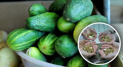 Огірки, монети