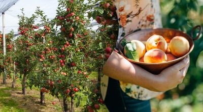 Сад, яблони, персики