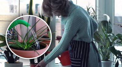 Спасаем растения от гибели: используйте эту подкормку для овощей и цветов