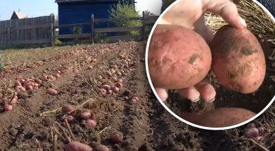 Поспешите - соседей насмешите: как узнать, когда пора копать картошку