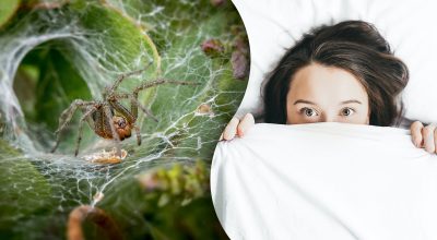 Как не допустить заползания пауков в ваш дом: эксперты назвали волшебный ингредиент