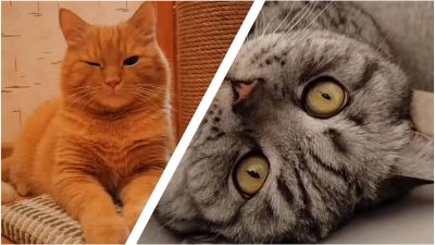 Що робити, якщо кіт підморгує