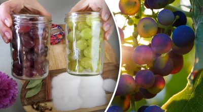 На вкус будет лучше оливок: как консервировать виноград на зиму - необычный рецепт