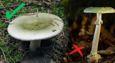 Скарб чи небезпека: як відрізнити сироїжку від гриба-вбивці