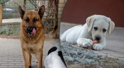 Продукты, которые нельзя собакам