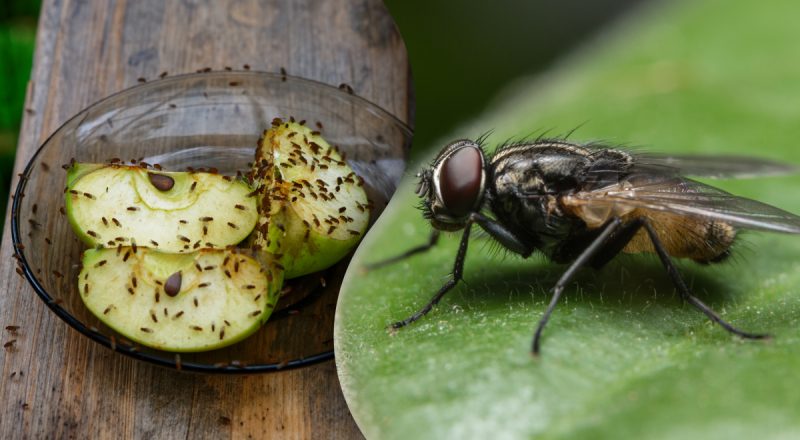Мухи ненавидять ці запахи: як позбутися від комах назавжди - шалені трюки