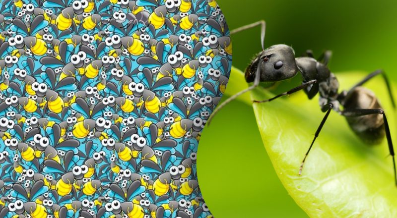 Загадка, яка заплутає навіть геніїв: потрібно знайти мураху серед бджіл