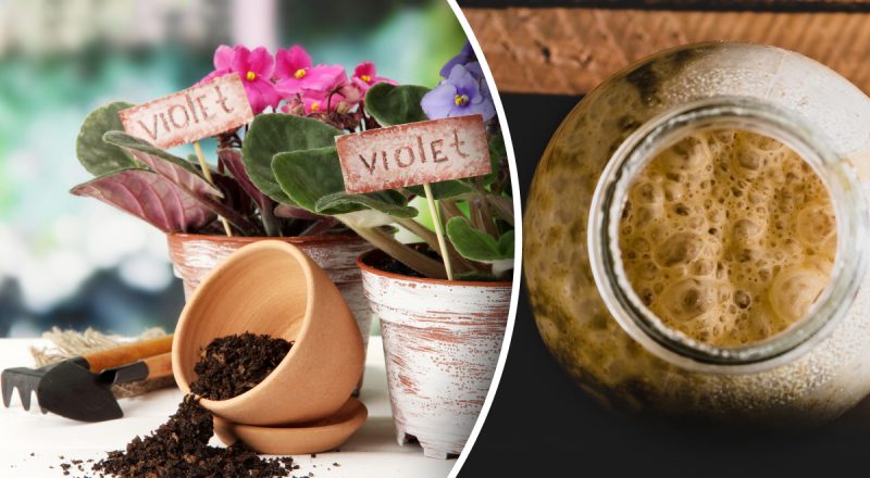 Сенполія виросте, як на дріжджах: як приготувати секретний розчин для поливу фіалок