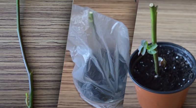 "Розкішні квіти, як з магазину": як виростити троянду із засохлого букета