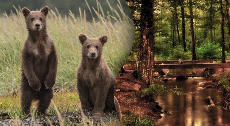 Загадка для самых внимательных: нужно найти медвежонка в густом лесу