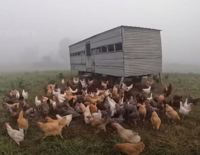 Чем кормить курей, чтобы хорошо неслись: простые советы, о которых забывают