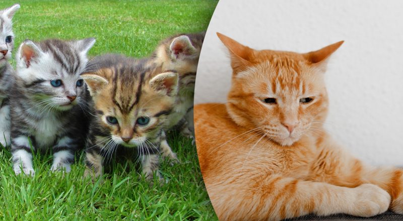 Які коти приносять гроші: три милих породи, перед якими важко встояти