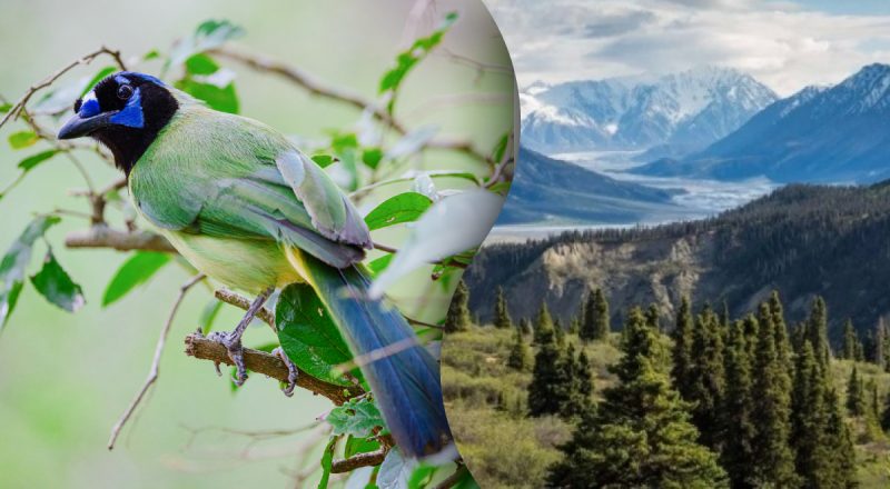 Загадка для тех, у кого острый глаз: нужно найти "невидимую" сойку в горах