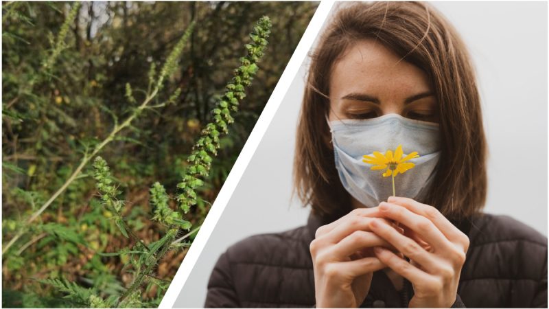 Как легче перенести аллергию на амброзию: 3 способа, которые помогут справиться