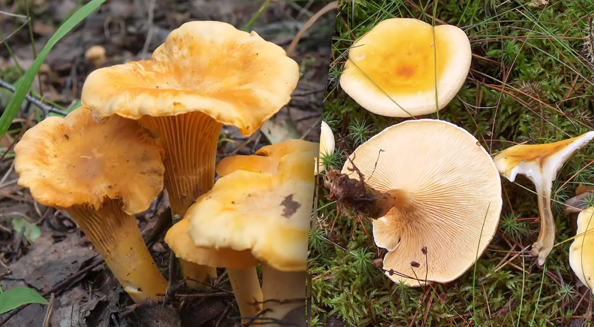 Секрети успішного чищення грибів лисички