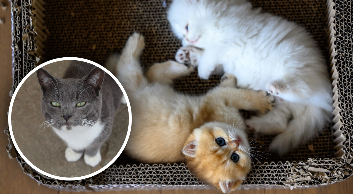 Как понять что у кота глисты - можно ли заразиться от кошки глистами -  Главред
