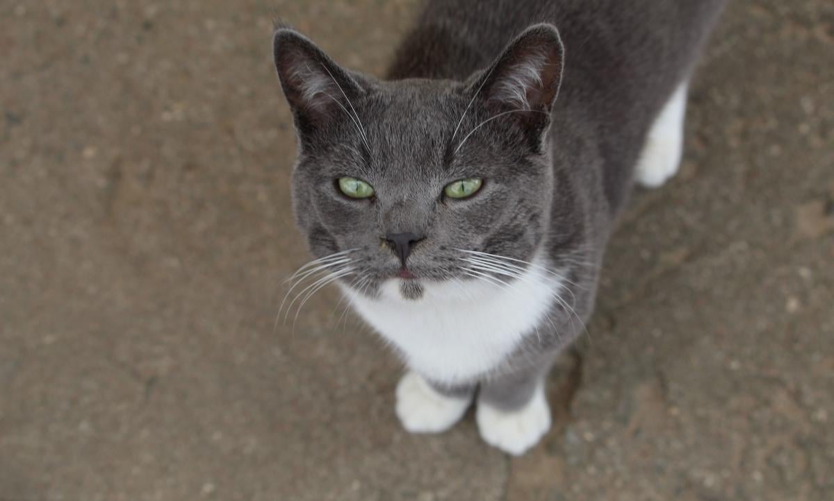 Коти, муркоти Коти, муркоти