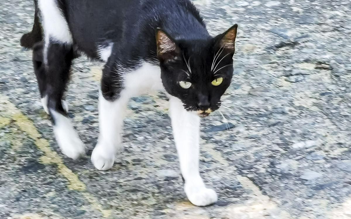 Коти, муркоти Коти, муркоти